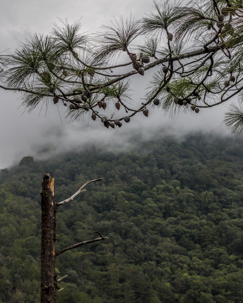 "Niebla de Verano," by Gerónimo Barrera, LLILAS PhD student. Photo taken in San Juan Lachao communal forest, Oaxaca.